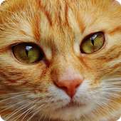 Test: The breed of cats in the sign of the zodiac