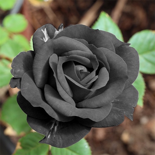 Black Rose HD Wallpaper icon