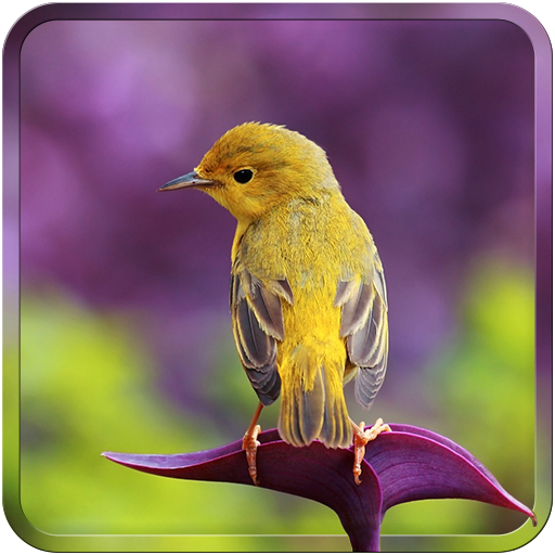 Bird Wallpapers HD icon