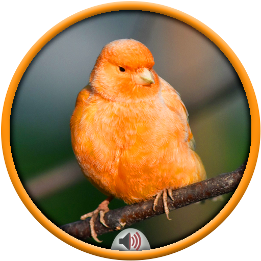 Canary Sounds icon