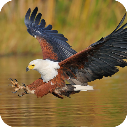 Eagle Wallpaper Best HD icon
