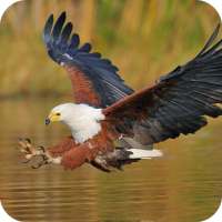 Eagle Wallpaper Best HD on 9Apps