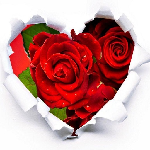 New Romantic Roses Stickers for WhatsApp icon