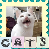 Cats sounds icon