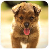 Dog Wallpaper أيقونة
