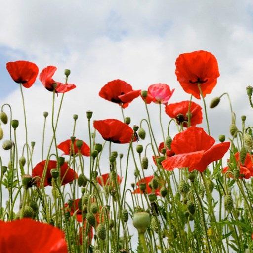 Eadent Play Store Test. icon