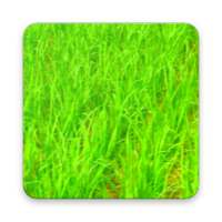 Kheti ki Jankari खेती की जानकारी on 9Apps