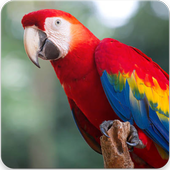 Parrot Bird Sound : Parrot Bird Singing icon