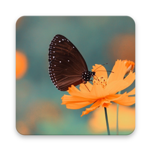 Blur Image Background icon