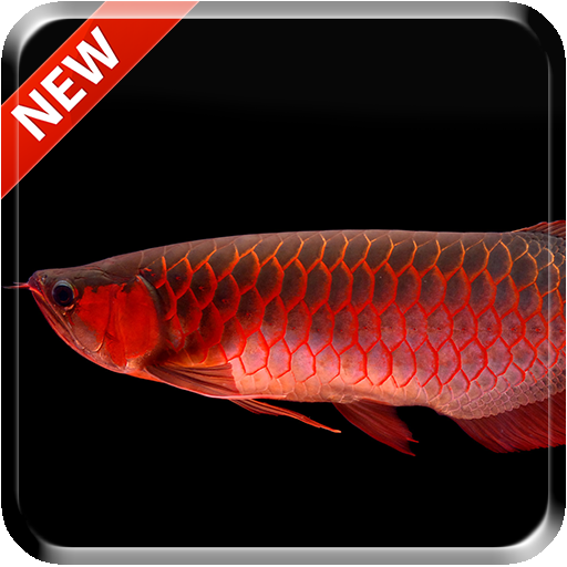 Red Arowana 3D LiveWallpaper icon