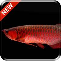Red Arowana 3D LiveWallpaper