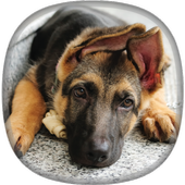 German Shepherd Wallpapers icon
