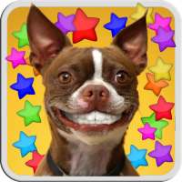 DOG SMILES LIVE WALLPAPER on 9Apps