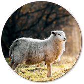 Sheep Wallpapers icon