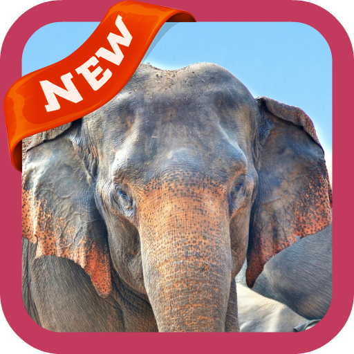 Elephant Wallpaper icon