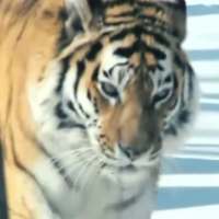 Amur Tiger Video Wallpaper