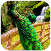Peacock Live Wallpaper icon