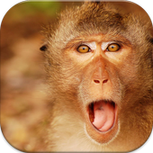 Monkey Wallpapers icon