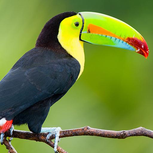 Beautiful Birds icon