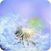 dandelion fly to the sun icon