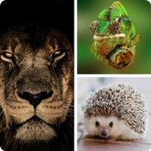 Animals - Learn The Mammals and Birds icon