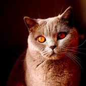 Симулятор Котика icon