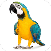 Mod Parrots for MCPE icon