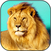 Jungle King: Real Lion Sim icon