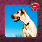 Great Dane Dogs Wallpaper icon