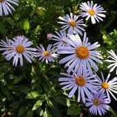 Blue daisies after the rain