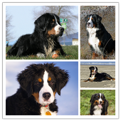 Dog Breeds أيقونة
