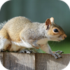 Squirrel Sounds icon