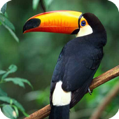 Toucan Bird Live Wallpaper icon
