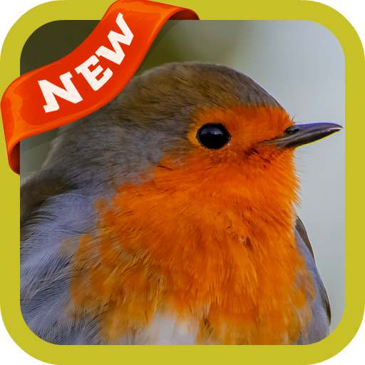 Robin Wallpaper icon