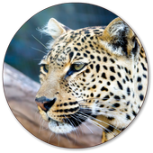 Leopard Wallpapers icon