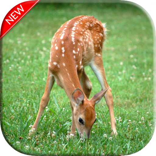 New Deer Wallpaper icon