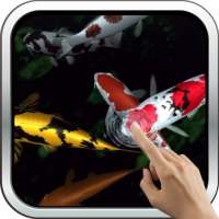 Magic touch: Koi Fish on 9Apps