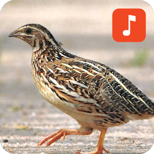 Quail bird calls icon