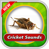 Cricket Sounds icon