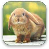 Bunny Free Video Wallpaper icon