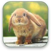 Bunny Free Video Wallpaper on 9Apps