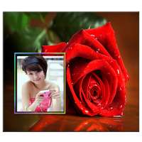 Rose Photo Frames HD on 9Apps