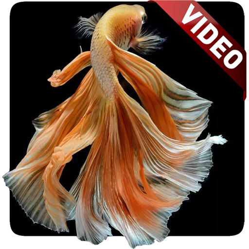 I Fish Video Live Wallpaper icon