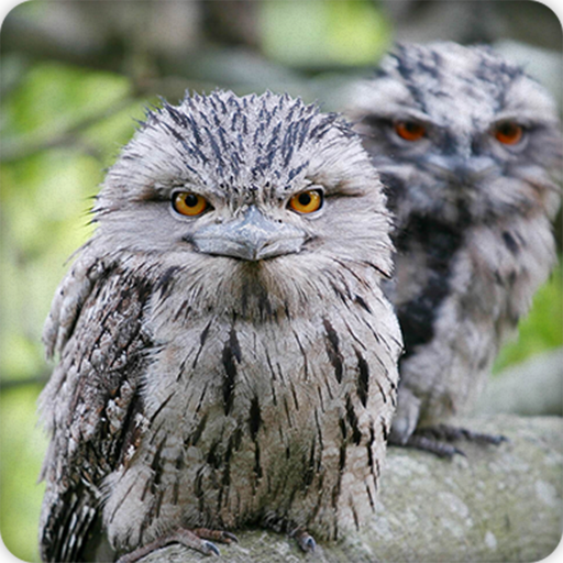 Frogmouth Bird Call Sounds Ringtone icon