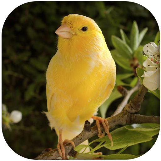 Canary Bird Sounds 2017 icon