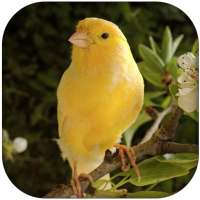 Canary Bird Sounds 2017 on 9Apps