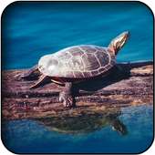 Turtle wallpapers on 9Apps