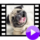 Funny videos icon