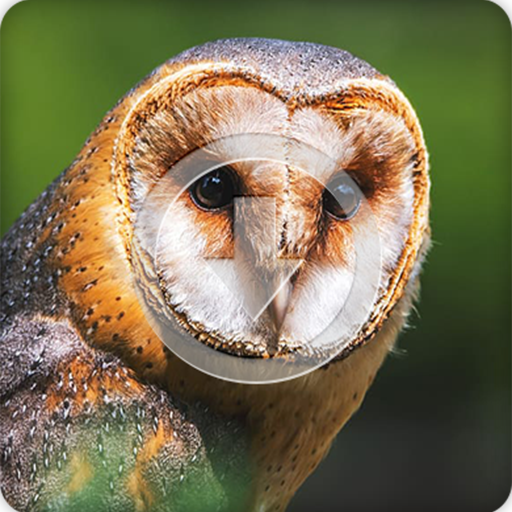 Owl Sounds Ringtone icon