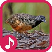 เสียงนกคุ้มอืด (ตัดเสียงรบกวน) on 9Apps